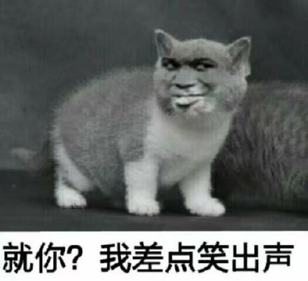 真人猥琐猫合集表情-6  