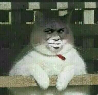 真人猥琐猫合集表情-7  