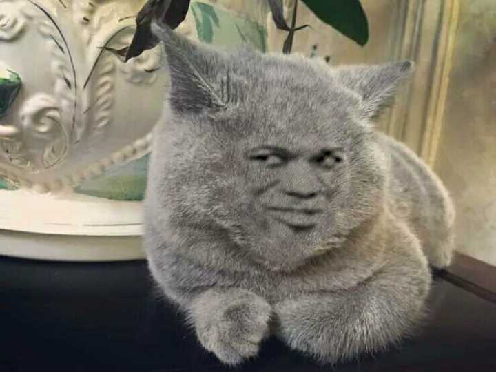 真人猥琐猫合集表情-8  