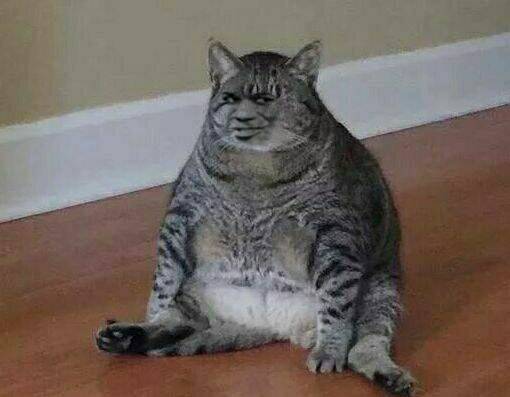 真人猥琐猫合集表情-10 