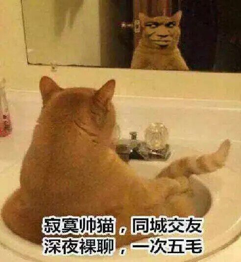 真人猥琐猫合集表情-19 