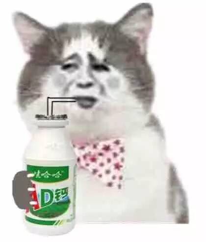 真人猥琐猫合集表情-22 