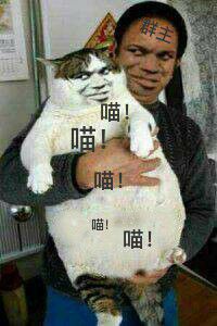 真人猥琐猫合集表情-24 