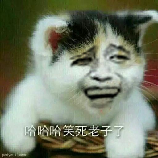 真人猥琐猫合集表情-29 
