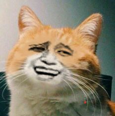 真人猥琐猫合集表情-31 -