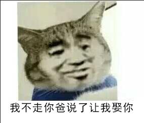 真人猥琐猫合集表情-32 -