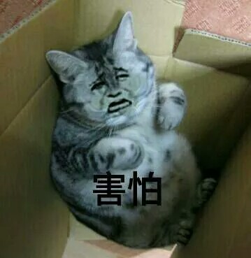 真人猥琐猫合集表情-33 -