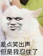 真人猥琐猫合集表情-35 -