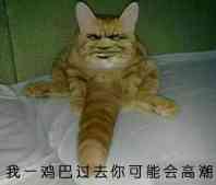 真人猥琐猫合集表情-37 -