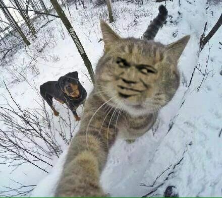 真人猥琐猫合集表情-38 -