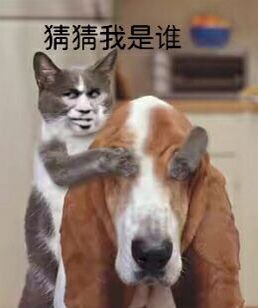 真人猥琐猫合集表情-40 -