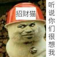 真人猥琐猫合集表情-43 -