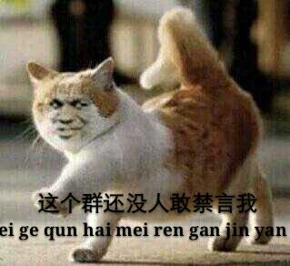 真人猥琐猫合集表情-45 -