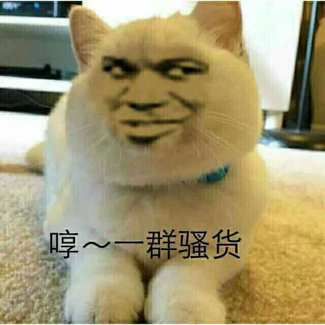 真人猥琐猫合集表情-48 -