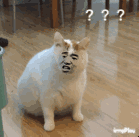 真人猥琐猫合集表情-51 -