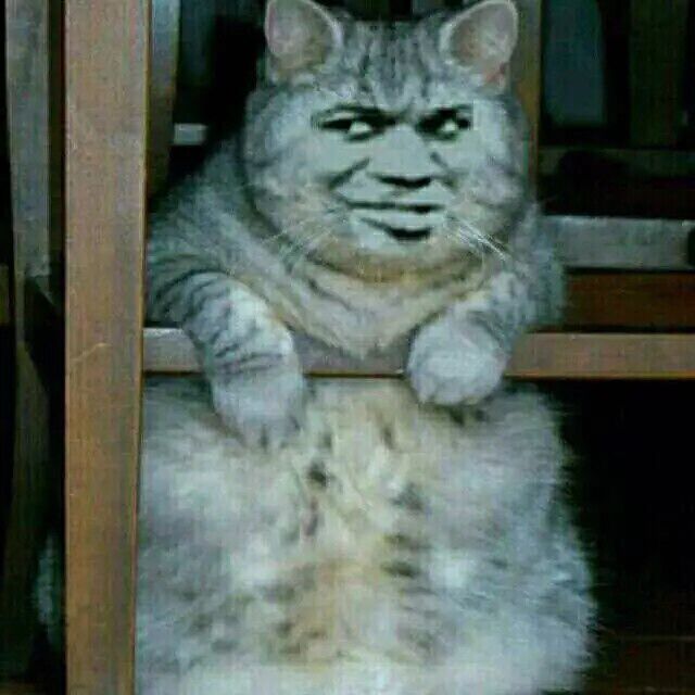 真人猥琐猫合集表情-53 -