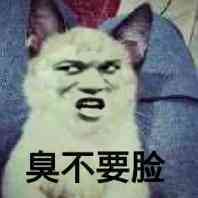 真人猥琐猫合集表情-54 -