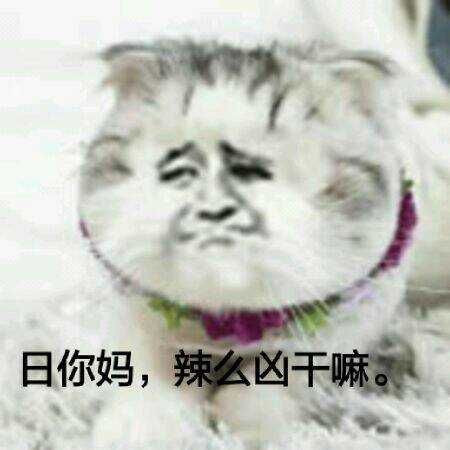 真人猥琐猫合集表情-56 -
