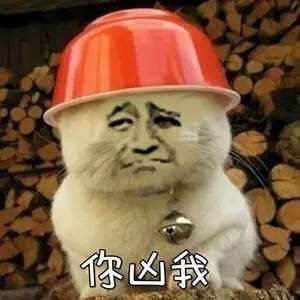 真人猥琐猫合集表情-59 -