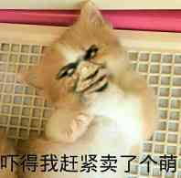 真人猥琐猫合集表情-64 -