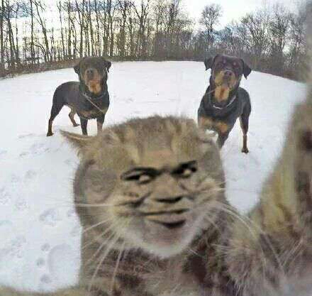 真人猥琐猫合集表情-67 -