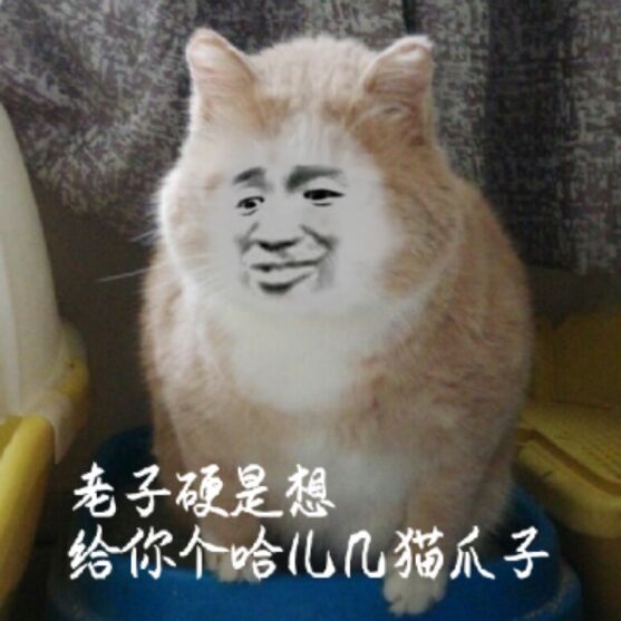 真人猥琐猫合集表情-73 -