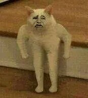 真人猥琐猫合集表情-74 -