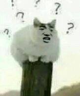 真人猥琐猫合集表情-76 -
