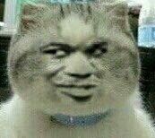 真人猥琐猫合集表情-79 -