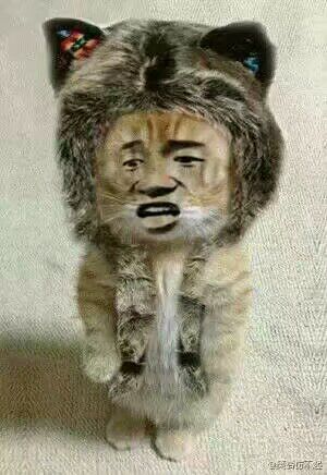 真人猥琐猫合集表情-81 -