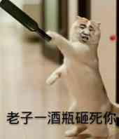 真人猥琐猫合集表情-82 -
