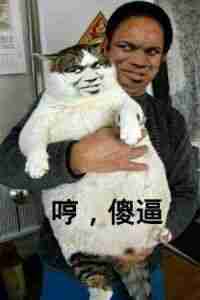 真人猥琐猫合集表情-88 -