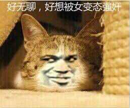真人猥琐猫合集表情-89 -