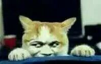 真人猥琐猫合集表情-93 -
