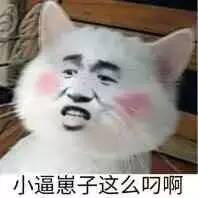 真人猥琐猫合集表情-94 -
