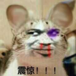 真人猥琐猫合集表情-95 -