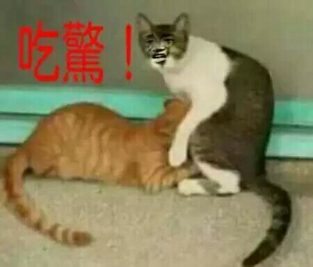 真人猥琐猫合集表情-97 -