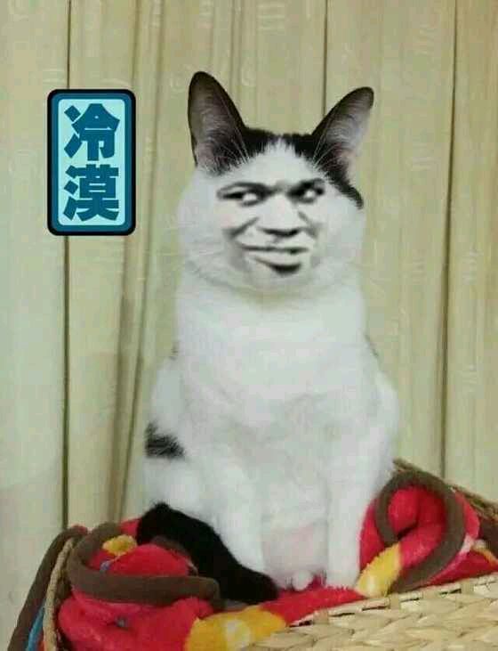 真人猥琐猫合集表情-98 -
