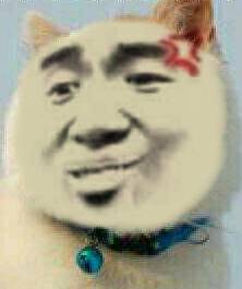 真人猥琐猫合集表情-99 -