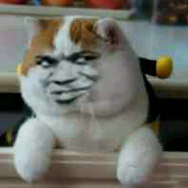 真人猥琐猫合集表情-101-