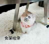 真人猥琐猫合集表情-105-