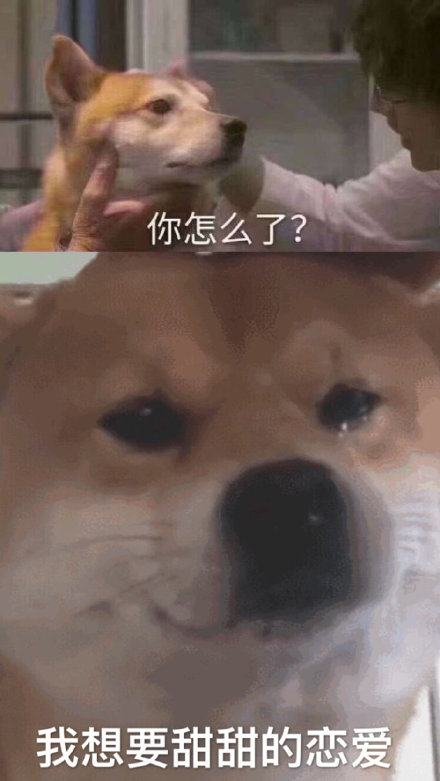 柴犬哭泣表情我想要甜甜的恋爱