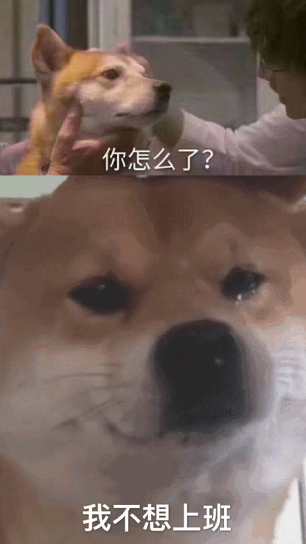 柴犬哭泣表情我不想上班