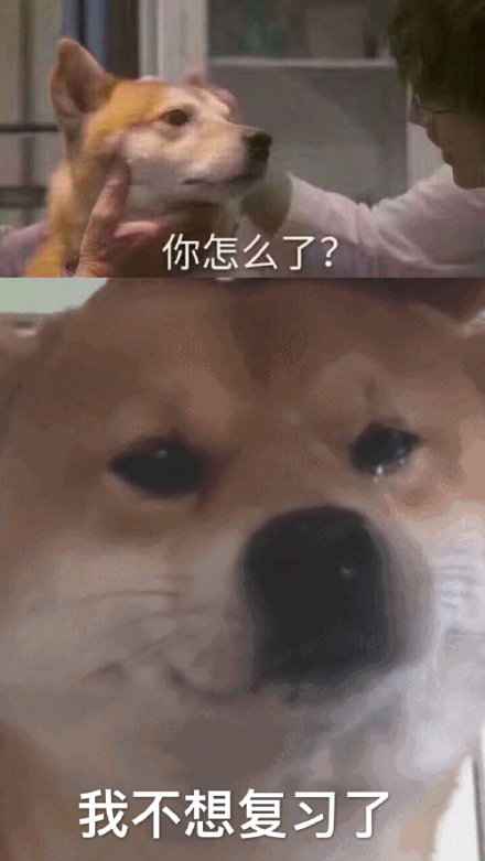 柴犬哭泣表情我不想复习了