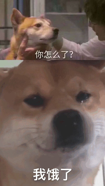 柴犬哭泣表情我饿了