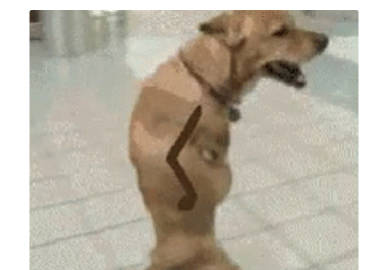 站着走路的狗狗搞笑