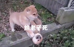 [汪星人]两只柴犬打架动图：给老子死