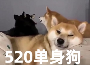 这甜甜的爱情与我无关,我,某男,某女-520,单身狗,柴犬