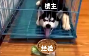 [名场面]哈士奇伸着长舌头舔狗粮_就是舔不到啊